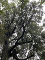 Prumnopitys ferruginea