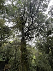 Prumnopitys ferruginea