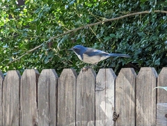 Aphelocoma californica