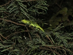 Bronchocela jubata
