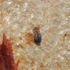 Cerobasis