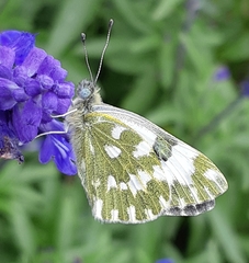 Pontia edusa