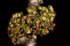Tuckermanopsis sepincola