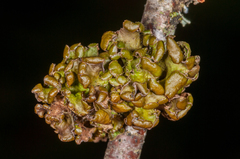 Tuckermanopsis sepincola