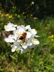 Cadeguala occidentalis