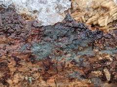 Byssocorticium pulchrum