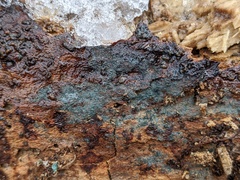 Byssocorticium pulchrum