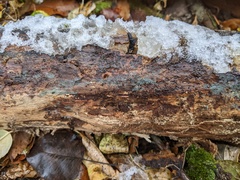 Byssocorticium pulchrum