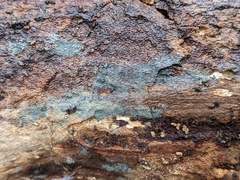 Byssocorticium pulchrum