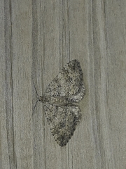 Larentiinae