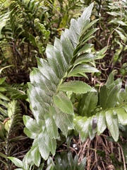 Asplenium obtusatum