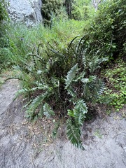Asplenium obtusatum