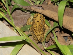 Duttaphrynus melanostictus