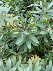 Euphorbia glauca