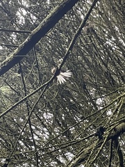 Rhipidura fuliginosa