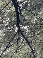 Rhipidura fuliginosa