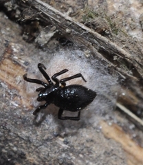 Euryopis episinoides