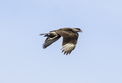Caracara plancus cheriway