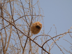 Ploceus