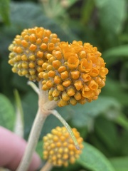 Buddleja globosa