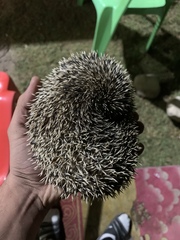 Hemiechinus auritus