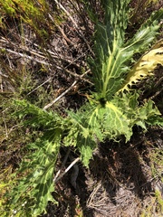 Lichtensteinia lacera