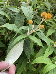 Buddleja globosa
