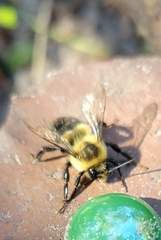 Bombus impatiens