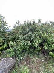 Buddleja globosa