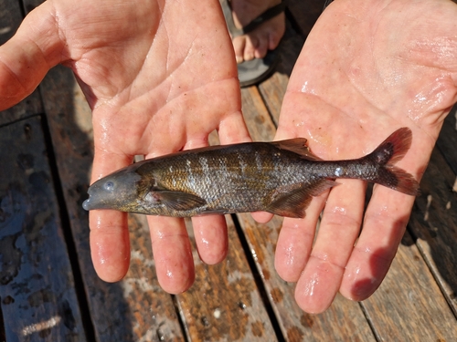 Livingstone's mormyrid (Marcusenius livingstonii) — Mormyridae