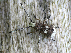 Platystomos albinus