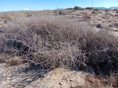 Ziziphus lotus