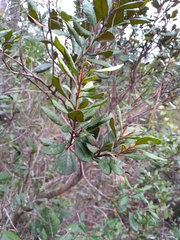 Lyonia ferruginea