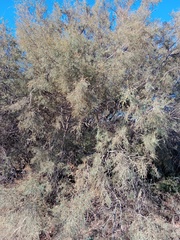 Tamarix gallica
