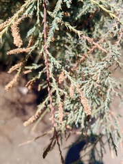 Tamarix gallica