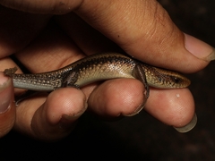 Eutropis multifasciata