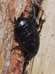 Loboptera