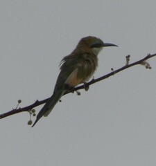 Merops cyanophrys
