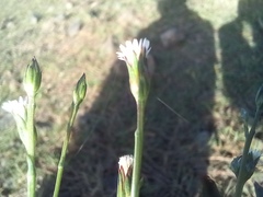 Symphyotrichum subulatum