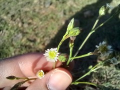 Symphyotrichum subulatum