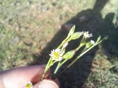 Symphyotrichum subulatum