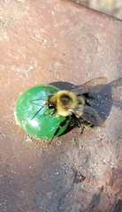Bombus impatiens