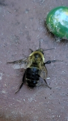 Bombus impatiens