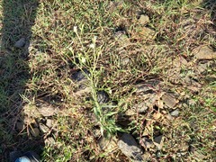 Symphyotrichum subulatum
