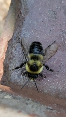 Bombus impatiens