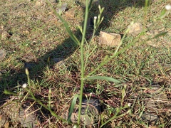 Symphyotrichum subulatum