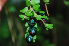 Poecilocoris splendidulus