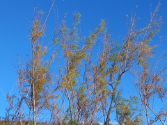 Tamarix africana