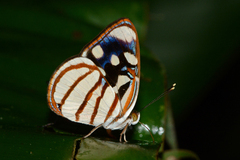 Dynamine chryseis