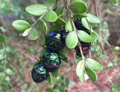 Poecilocoris splendidulus